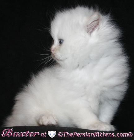 persian kittens
