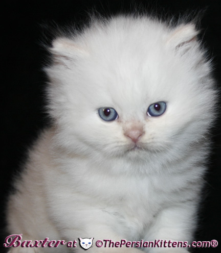 persian kittens
