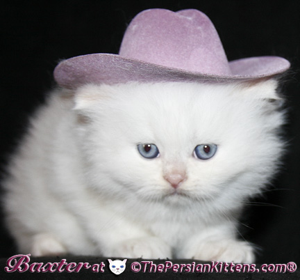 persian kittens