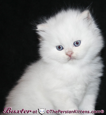 persian kittens