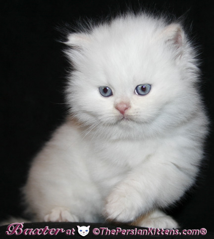 persian kittens