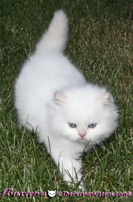 persian kittens
