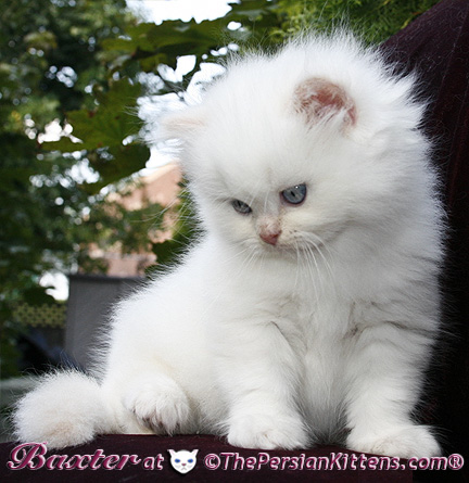 persian kittens