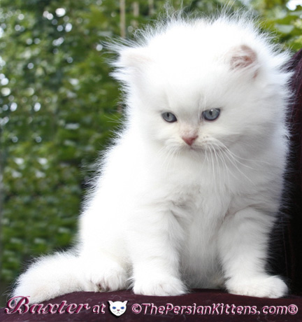 persian kittens