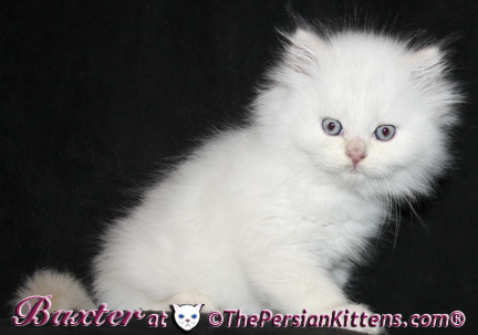 persian kittens