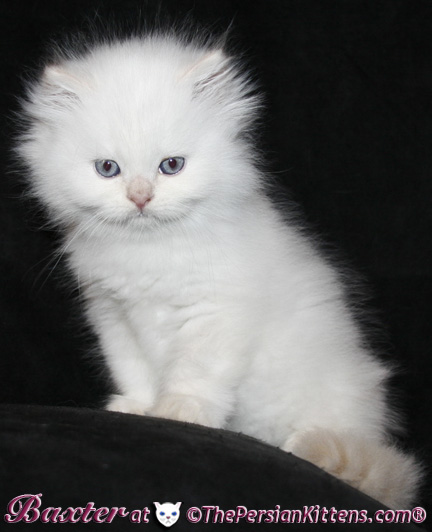 persian kittens