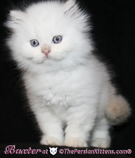 persian kittens