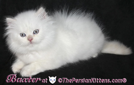 persian kittens