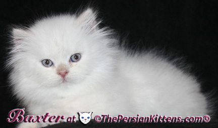 persian kittens