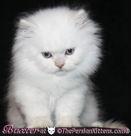 persian kittens