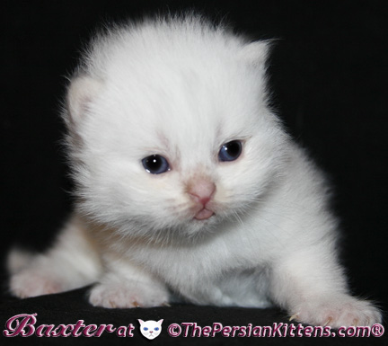 persian kittens