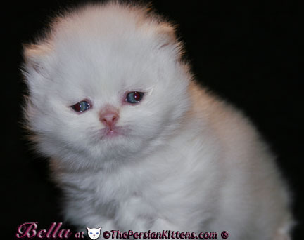 persian kittens