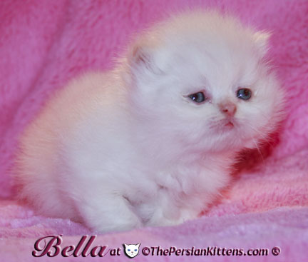 persian kittens