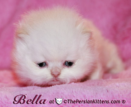 persian kittens
