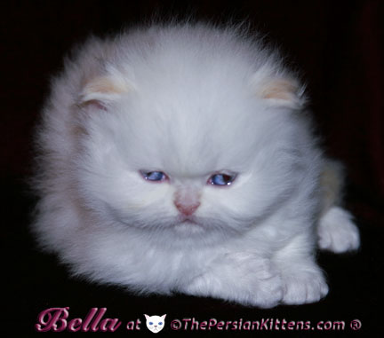 persian kittens