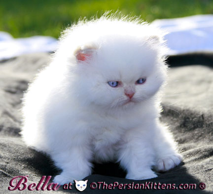 cream point persian kittens