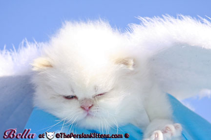 cream point persian kittens