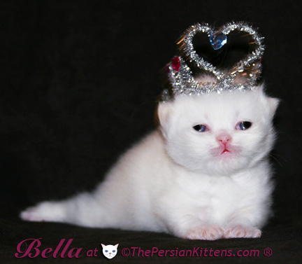 persian kittens