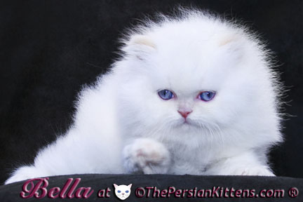 hello kitty persian kitten