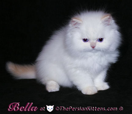 cream point persian kittens