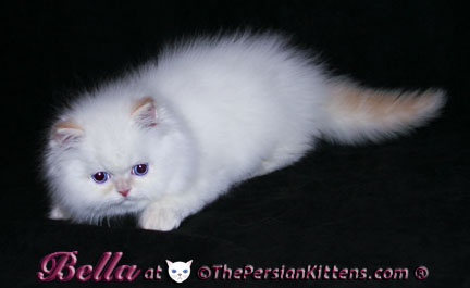 cream point persian kittens