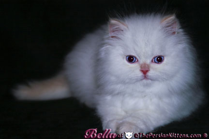 cream point persian kittens