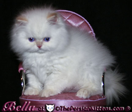 cream point persian kittens