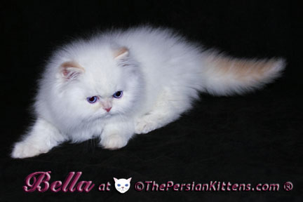 cream point persian kittens