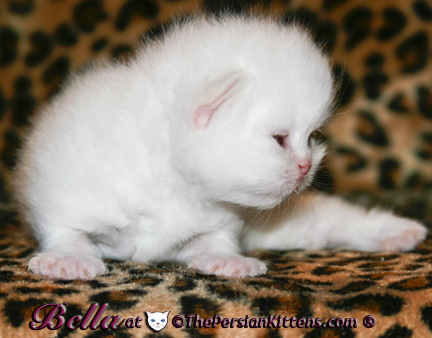 persian kittens Ariel-Hello Kitty