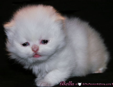 persian kittens