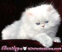 cream point persian himalayan