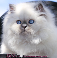lilac point himalayan kitten