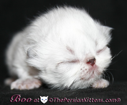 persian kittens