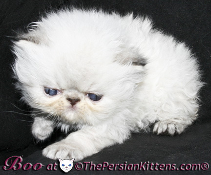 persian kittens