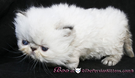 persian kittens