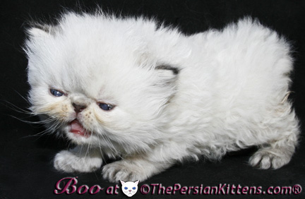 persian kittens