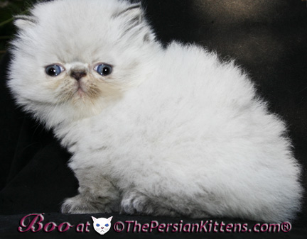 persian kittens