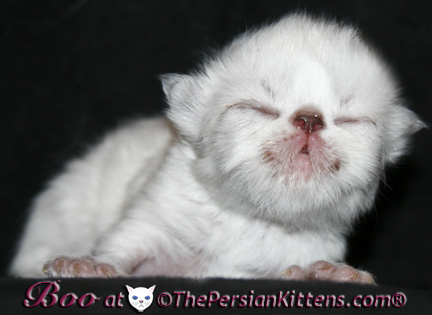 persian kittens