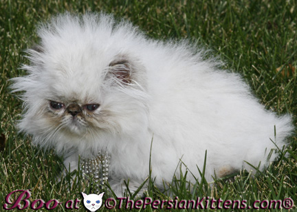 persian kittens