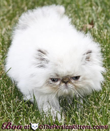 persian kittens