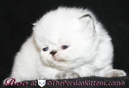 persian kittens