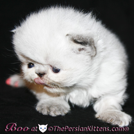 persian kittens