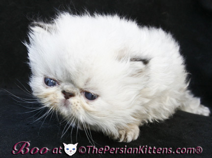 persian kittens