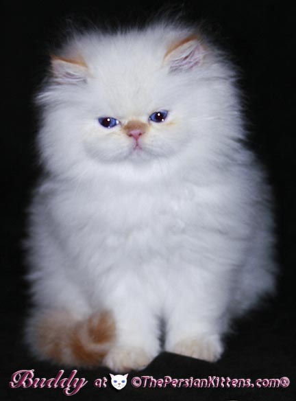 persian kittens
