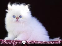 flame point persian himalayan