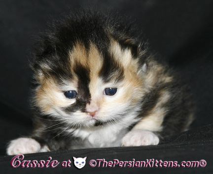 persian kittens