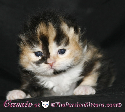 persian kittens