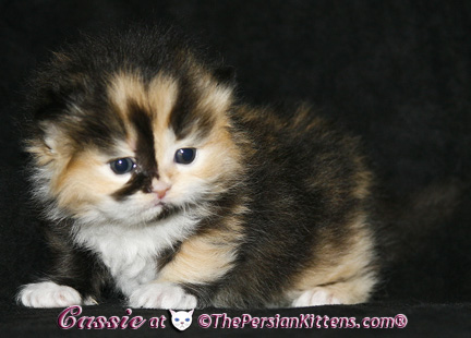 persian kittens