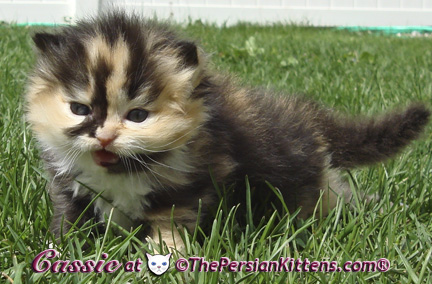 persian kittens