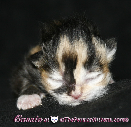 persian kittens